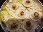 扇贝