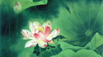 荷花