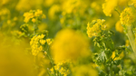 油菜花