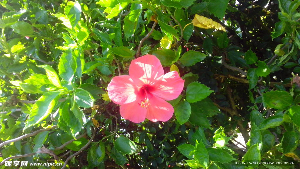 大红花 朱槿 花卉 植物 花朵