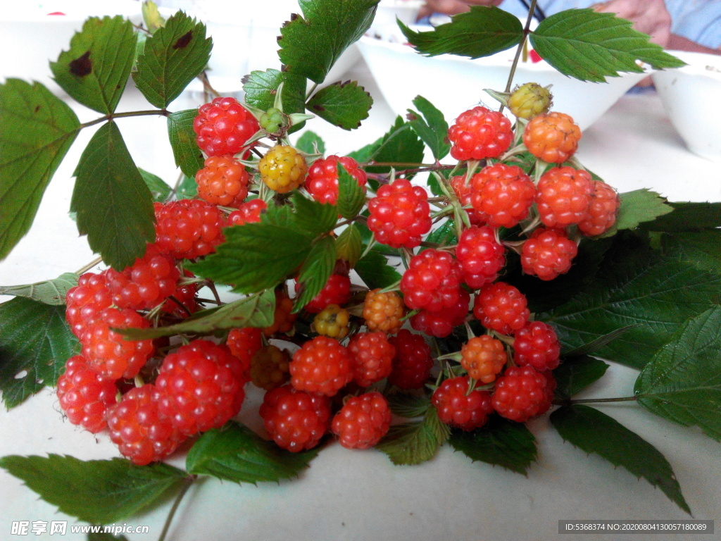蛇泡簕 茅莓 蛇喷泡簕 食物