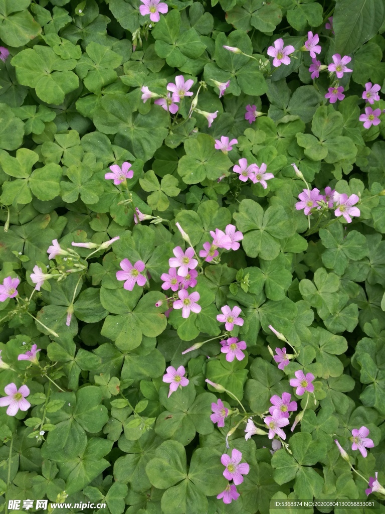 小花 野花 绿色 小花朵