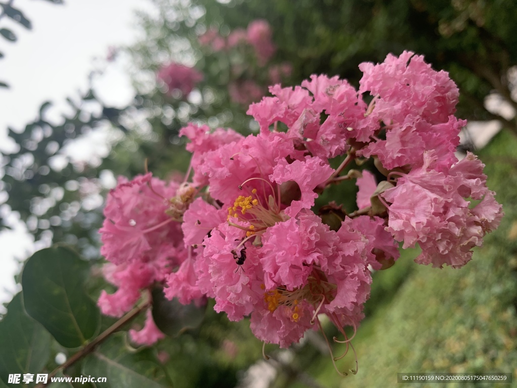 紫薇花枝