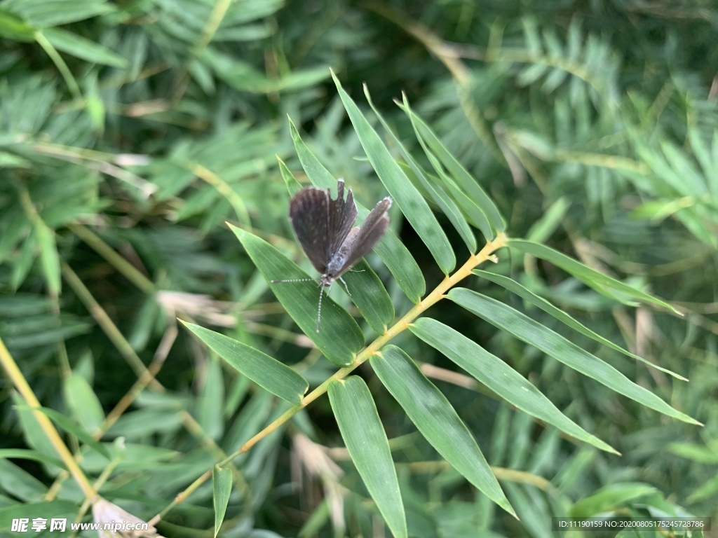 竹叶上的小飞蝶