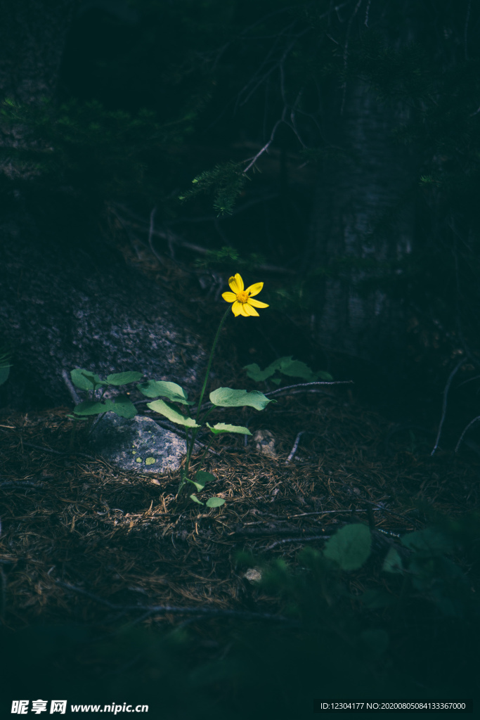 小黄花