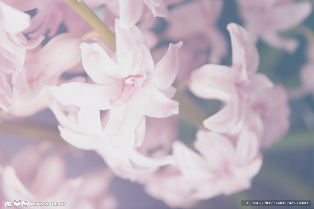 百合花