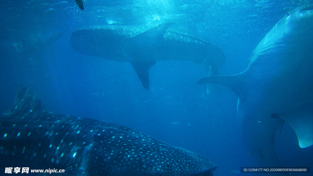 海洋生物