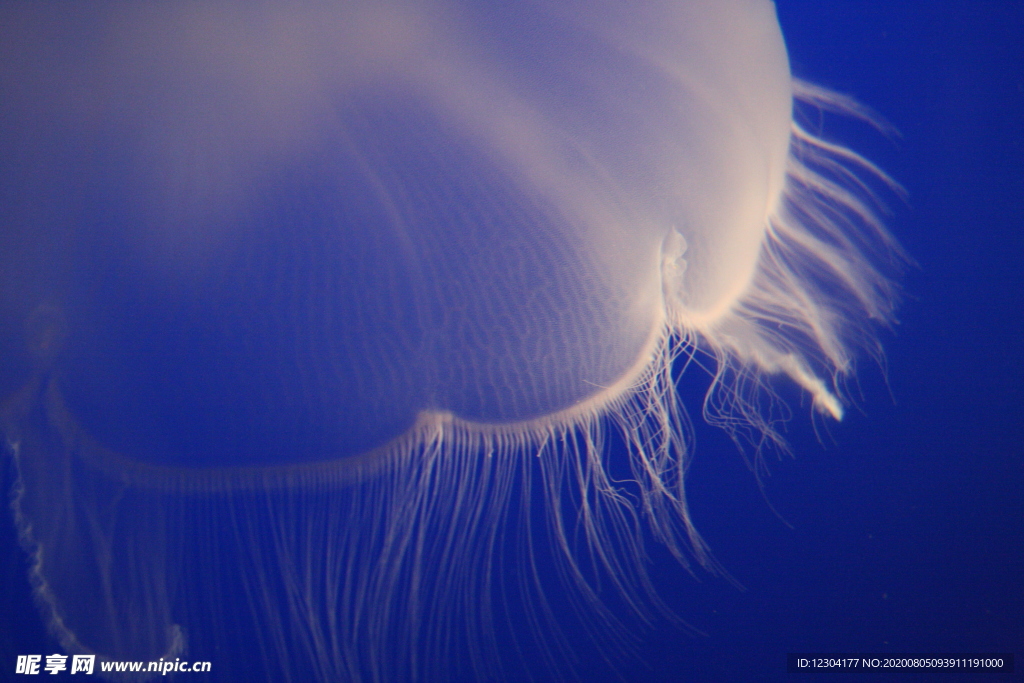 海洋生物
