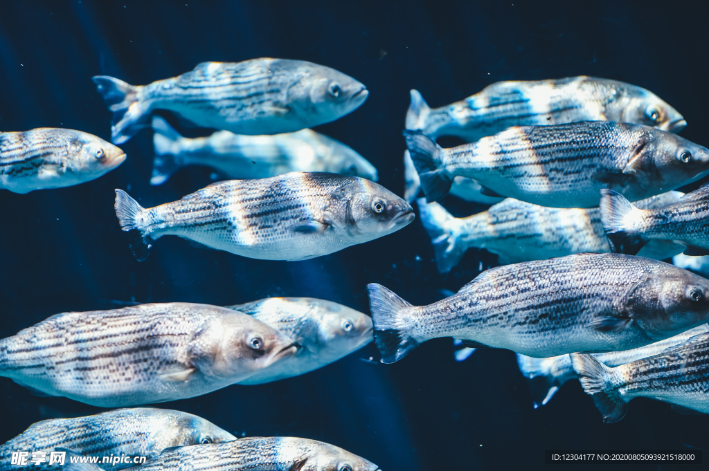 海洋生物