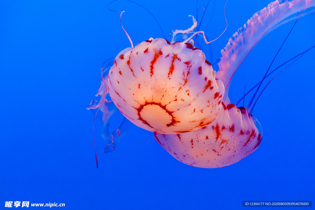 海洋生物
