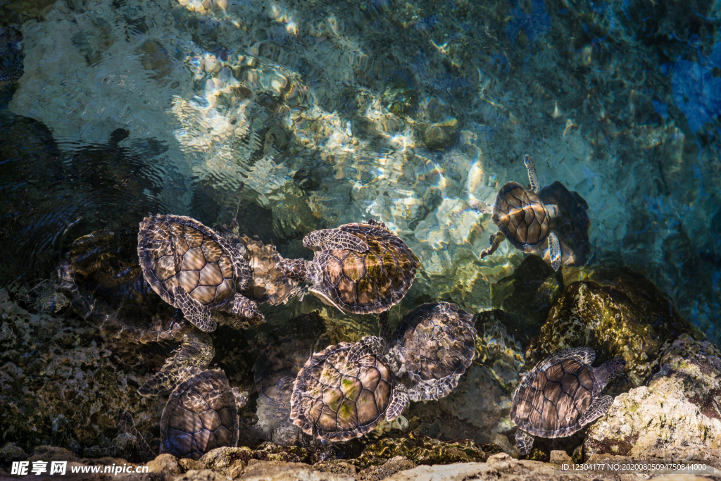 海洋生物