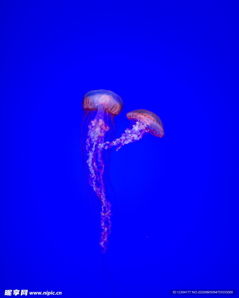 海洋生物