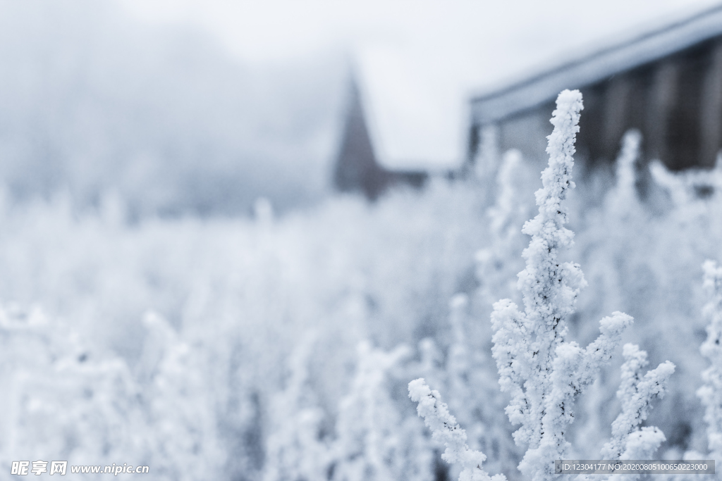 雪地