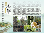 铁皮石斛