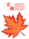 竖版立秋枫叶手绘分层