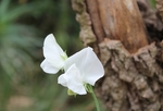 豌豆花