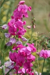 豌豆花