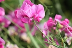 豌豆花