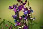 豌豆花