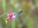 豌豆花