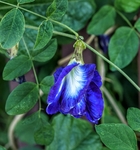 豌豆花