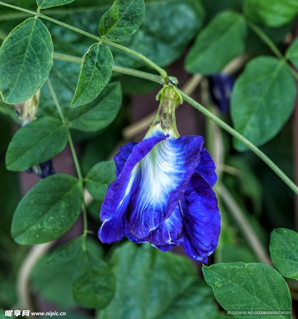 豌豆花