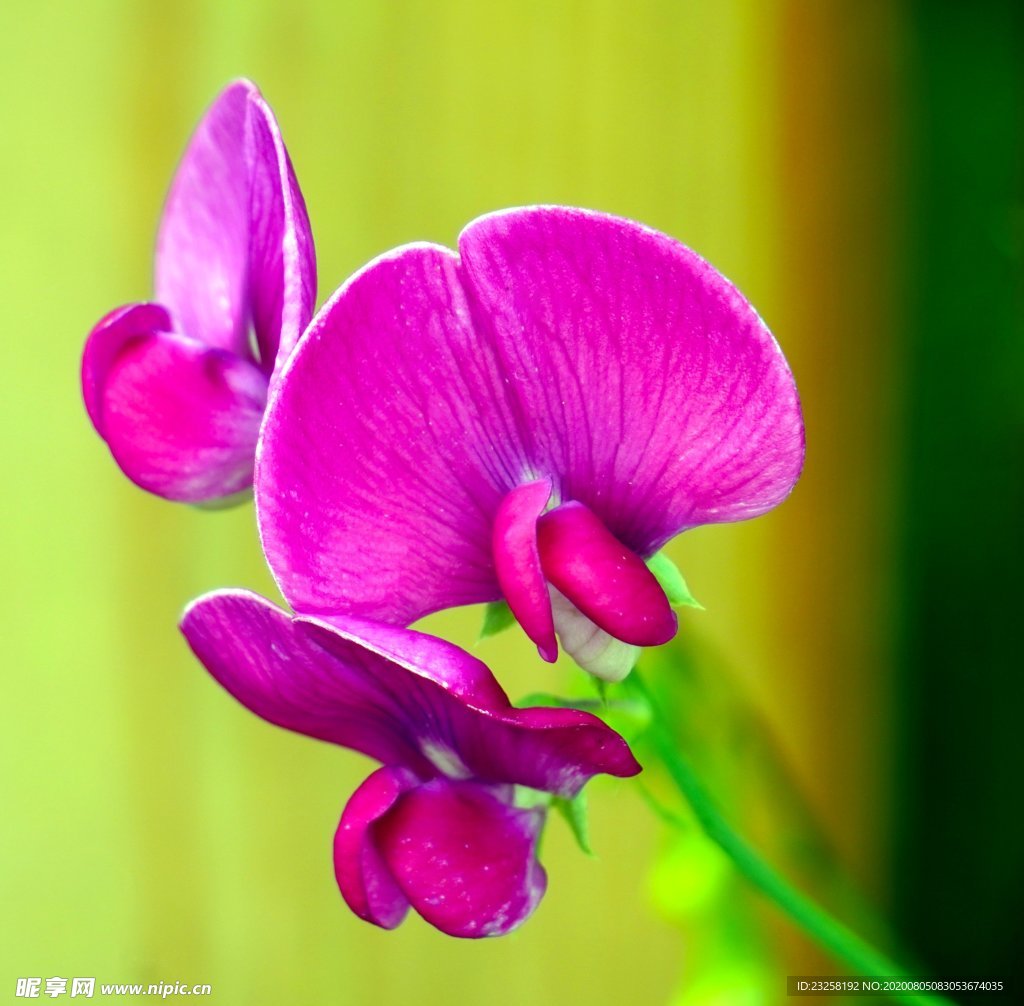 豌豆花