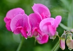 豌豆花