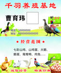 养鸡厂名片