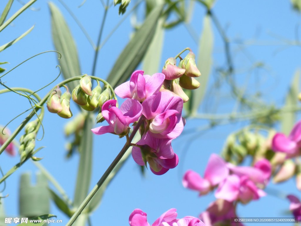 青豆花