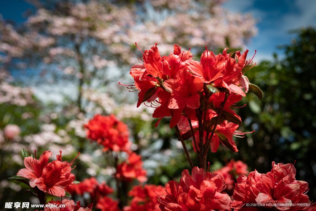 杜鹃花