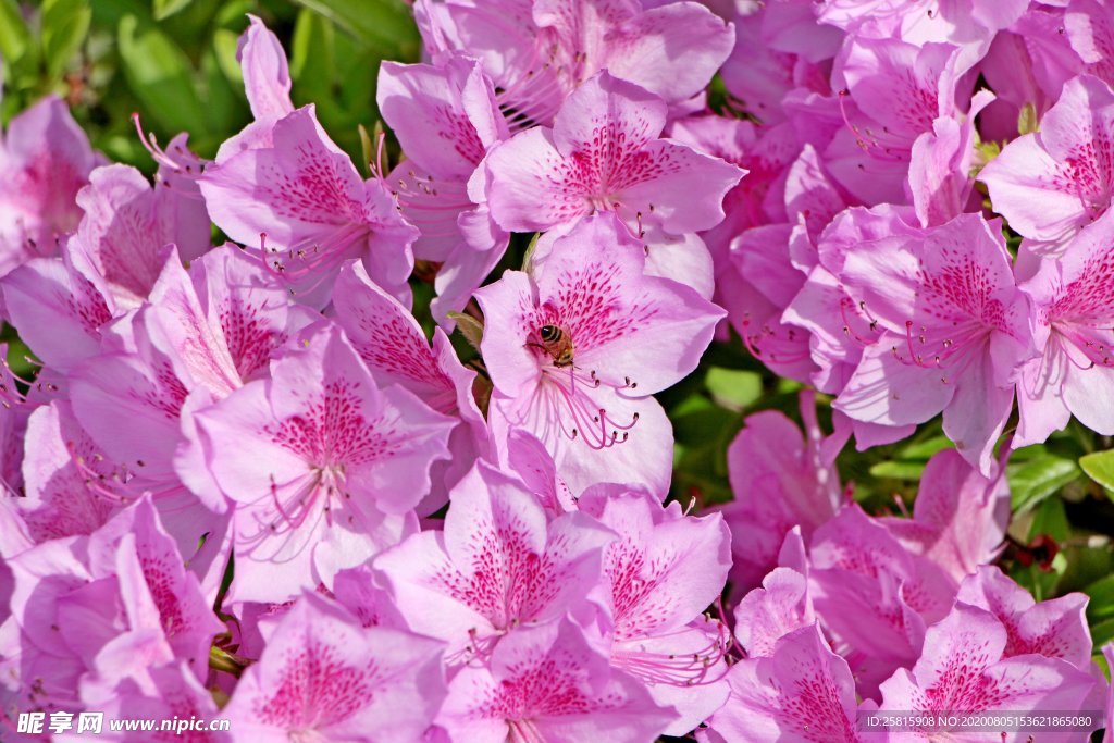 杜鹃花