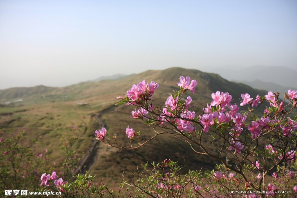 杜鹃花