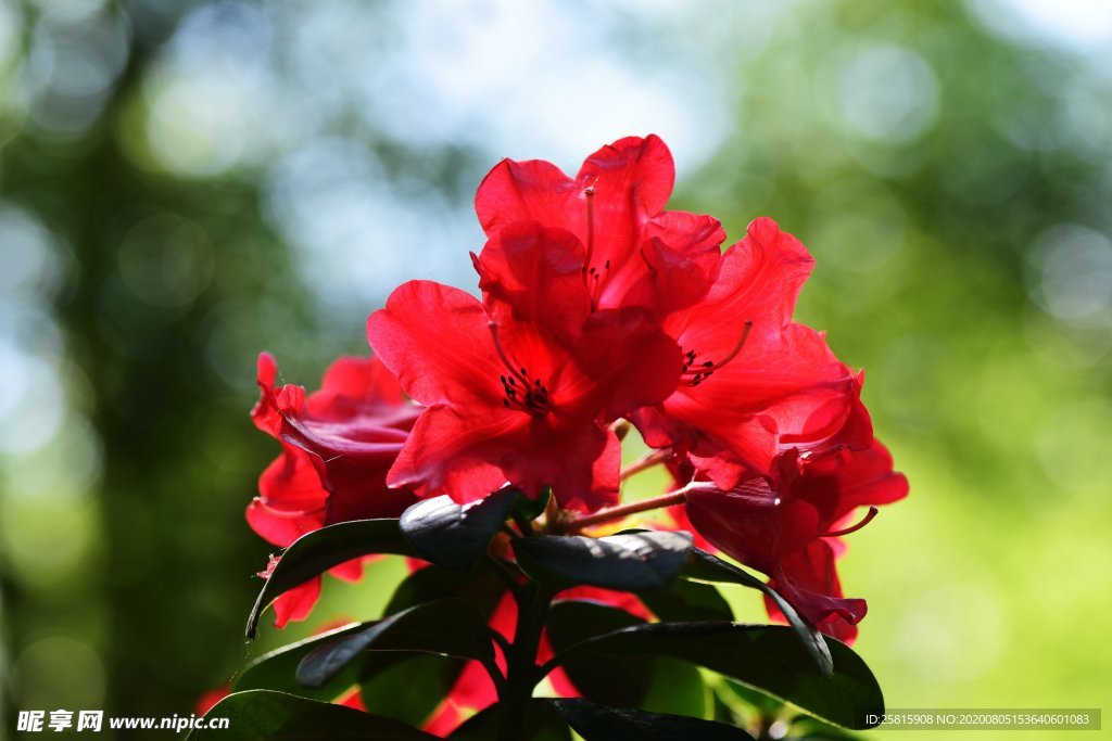 杜鹃花
