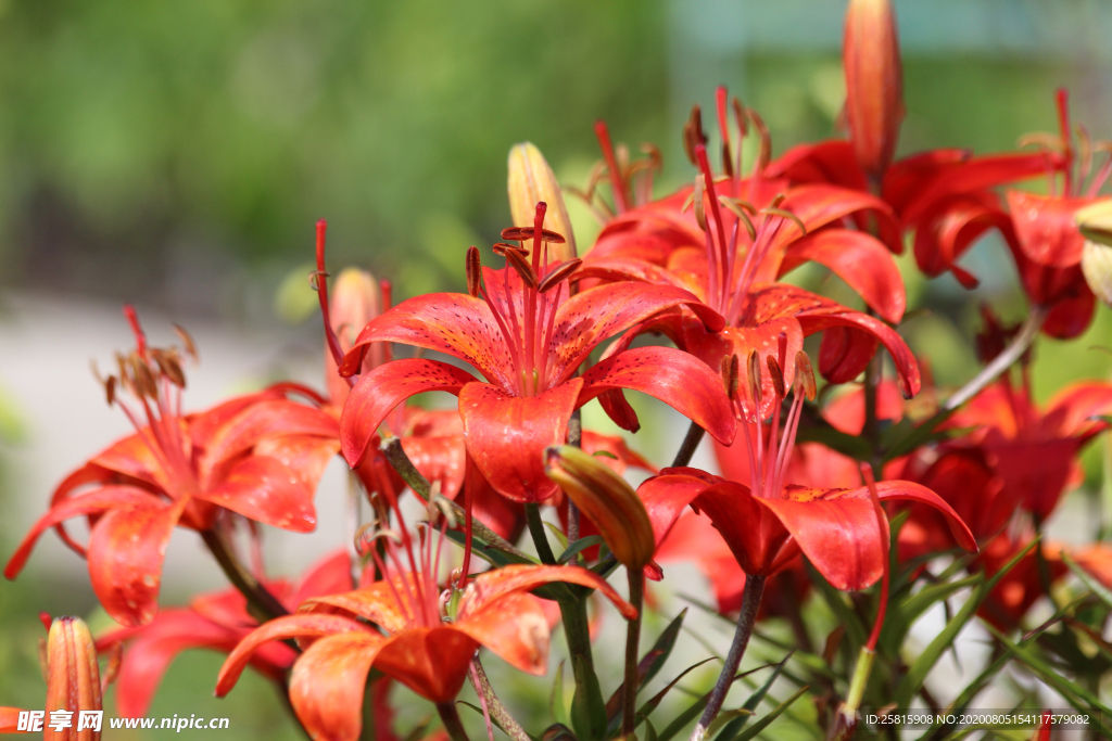 百合花