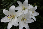 百合花