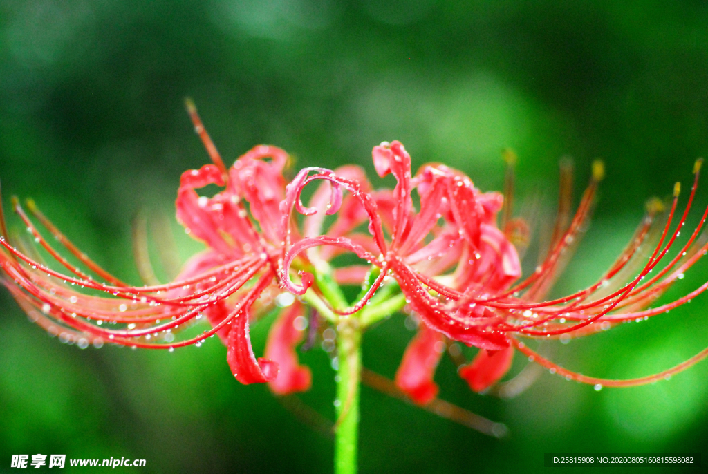 曼珠沙华花