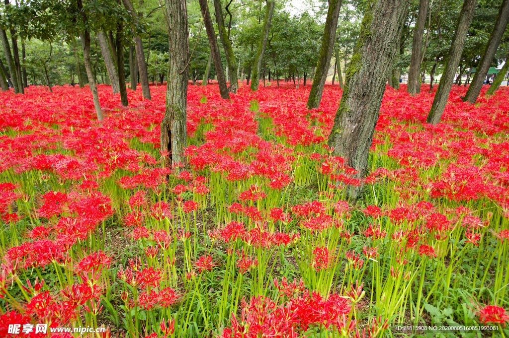 曼珠沙华花