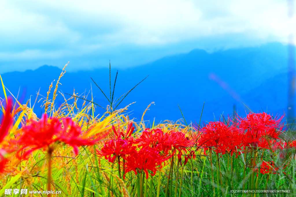 曼珠沙华花