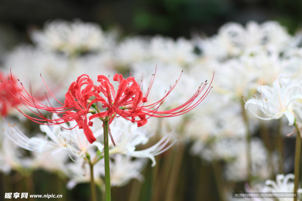 曼珠沙华花