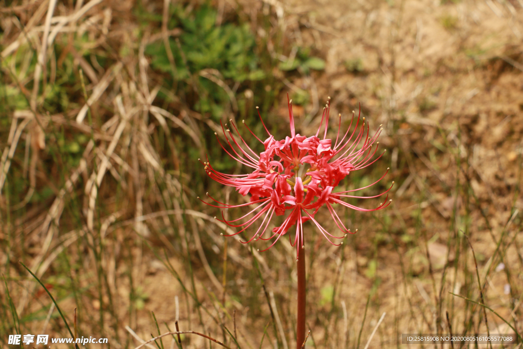 曼珠沙华花