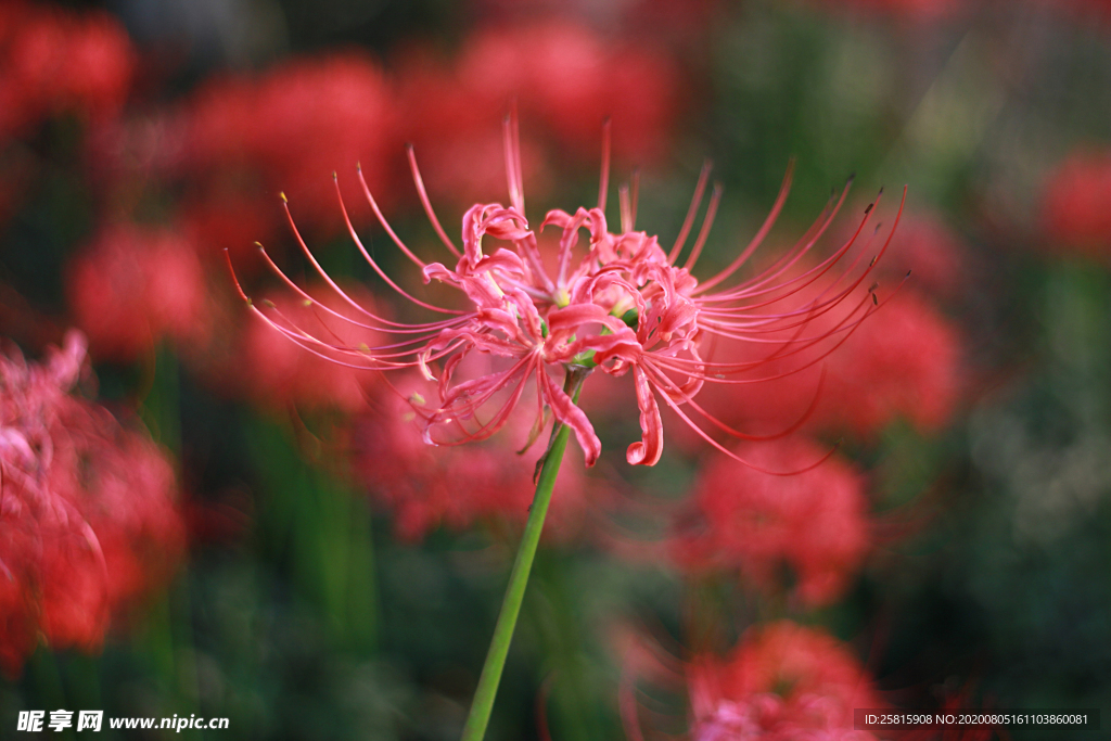 曼珠沙华花