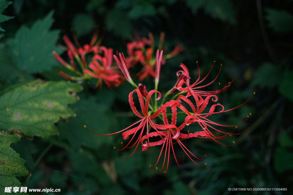 曼珠沙华花