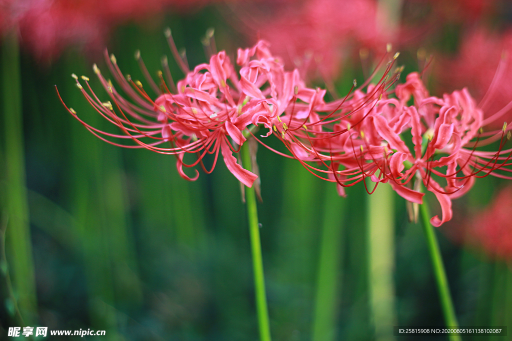 曼珠沙华花