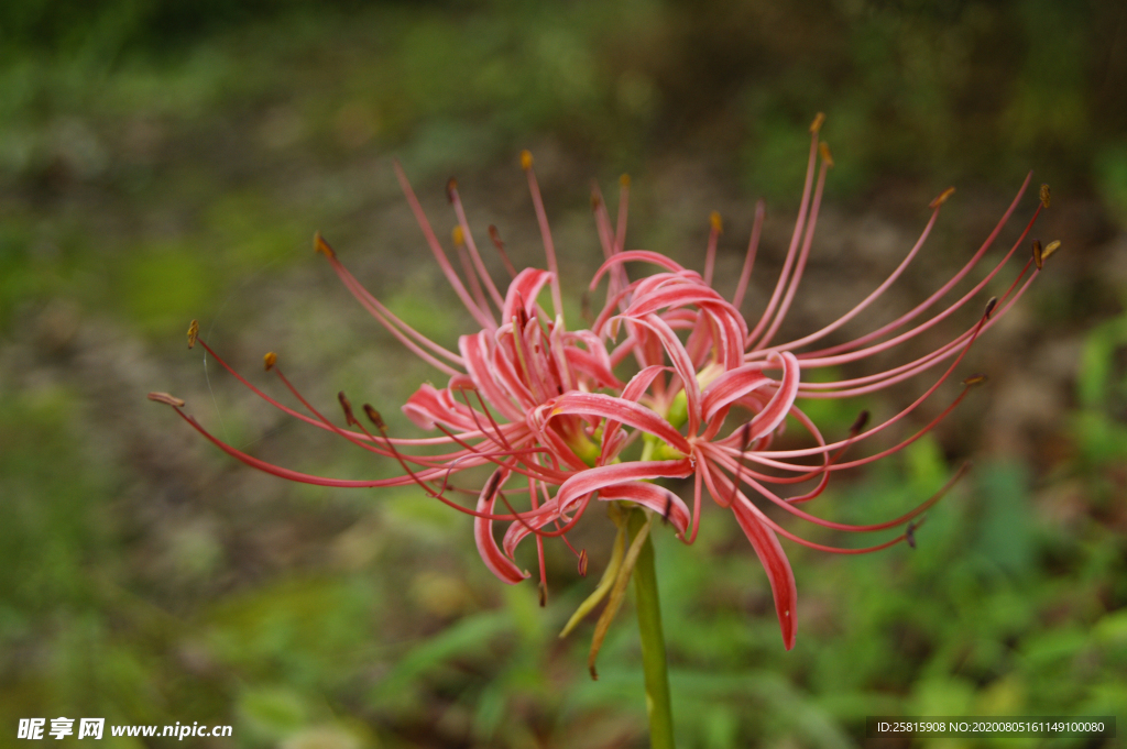 曼珠沙华花