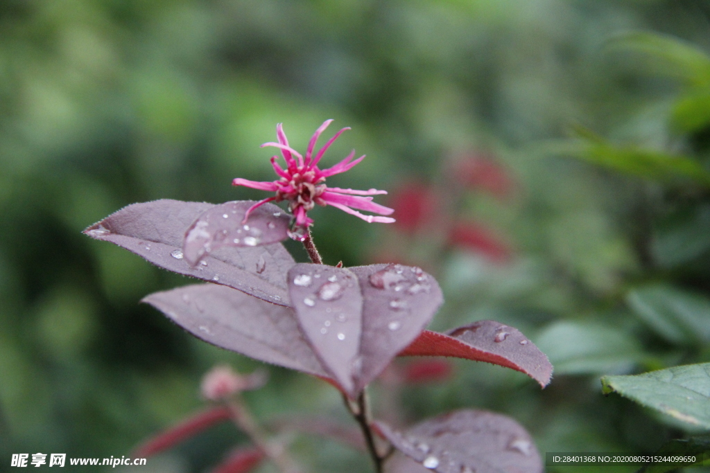 雨后的花朵