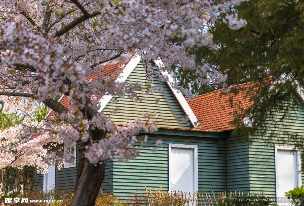 中山公园樱花小屋