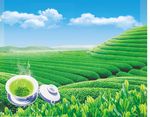 茶叶