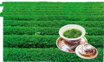 茶叶