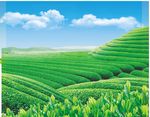茶叶 天空
